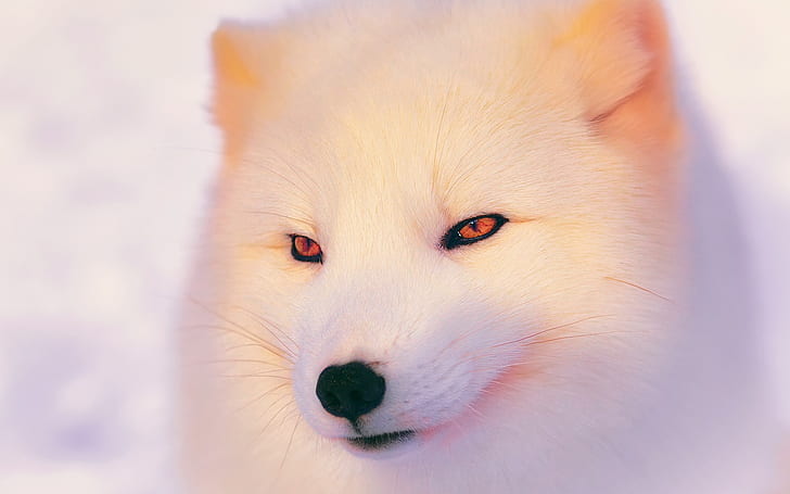 Arctic Fox, white wolf, white fox, HD wallpaper