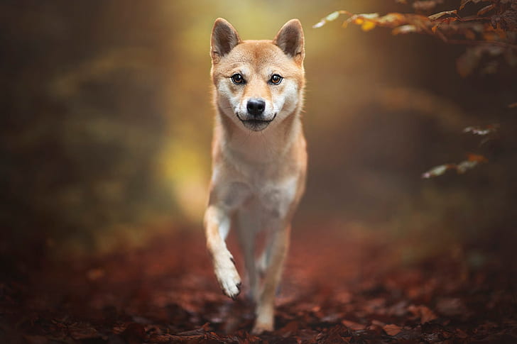 Dogs, Shiba Inu, Pet, HD wallpaper