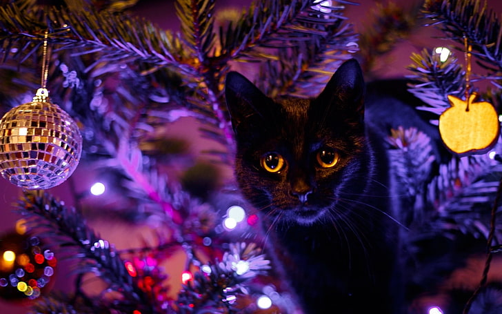 black cat, animals, Christmas, Christmas ornaments , decoration