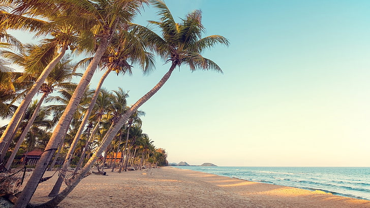 tropical beach, palm, beachfront, tropical landscape, sea, shore, HD wallpaper