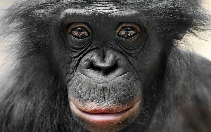 apes, animals, face, chimpanzees, portrait, brown eyes, black hair