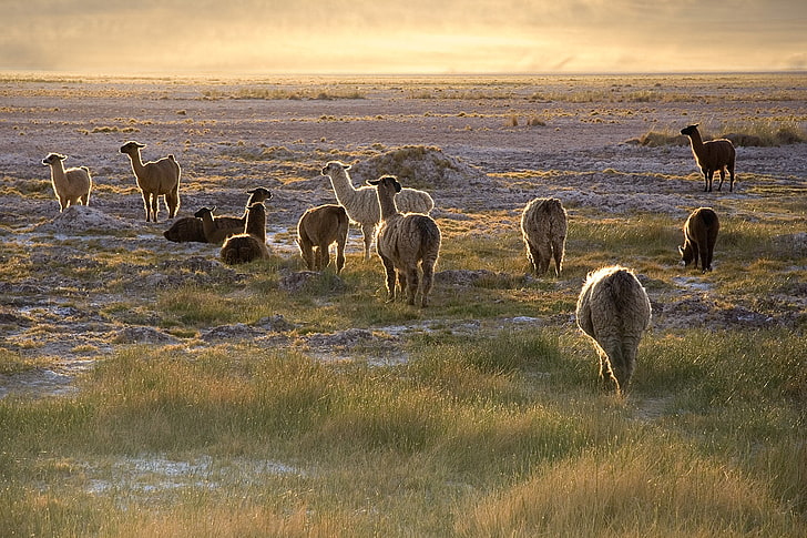 herd of alpacas, lama, sunset, walk, grass, sky, animal themes
