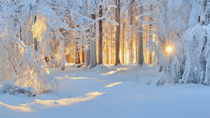 winter, snow, frost, freezing, light, tree, sky, snowy, sunlight, HD wallpaper