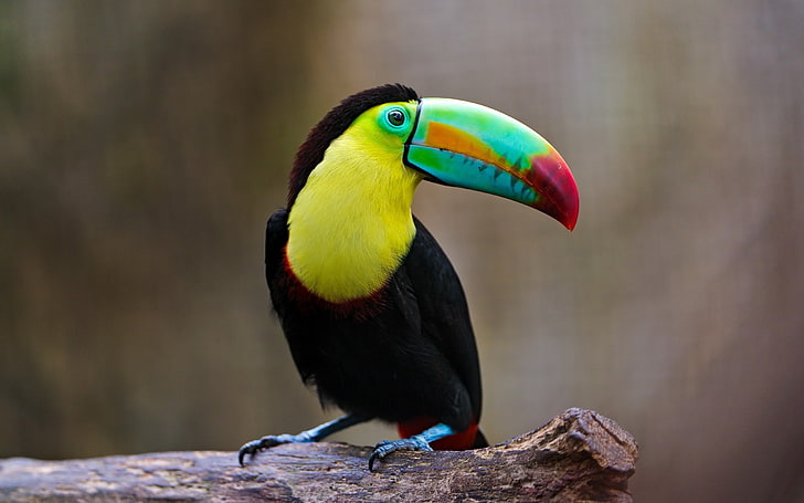 toucans, birds, colorful, wildlife, nature, one animal, vertebrate, HD wallpaper