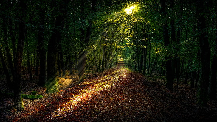 sunray, forest, forest path, woodland, ecosystem, sunlight, HD wallpaper