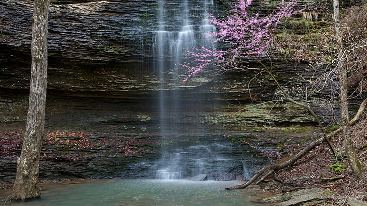 Redbud Tree and Cornelius Falls, Arkansas, Waterfalls, HD wallpaper