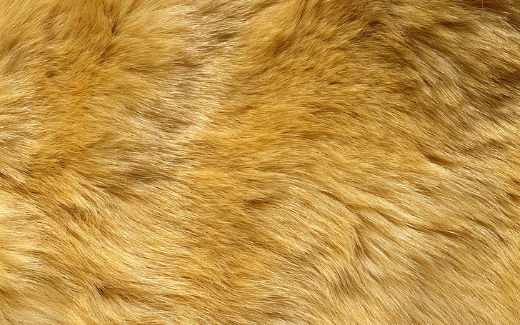 brown fur, wool, hair, long hair, animal, mammal, backgrounds, HD wallpaper