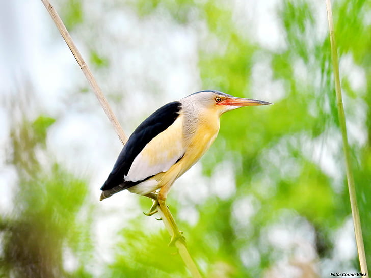 short-beak white and black bird perch on twig at daytime, Little Bittern