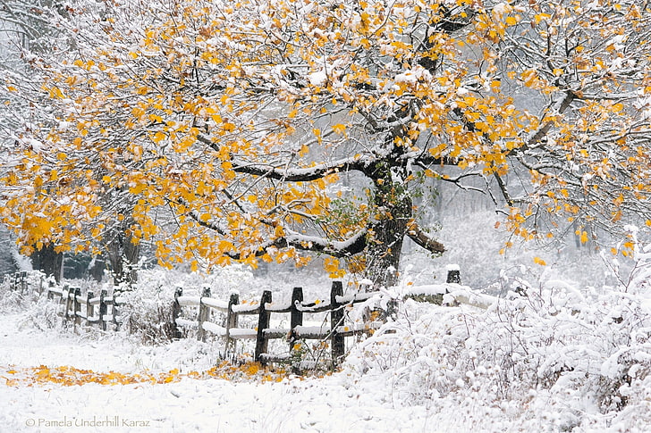 brown and gray tree, winter, landscape, nature, trees, snow, fence, HD wallpaper