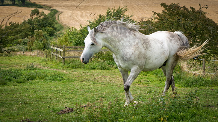 White Horse In Green Meadow Summer Desktop Wallpaper Hd 5200×2925