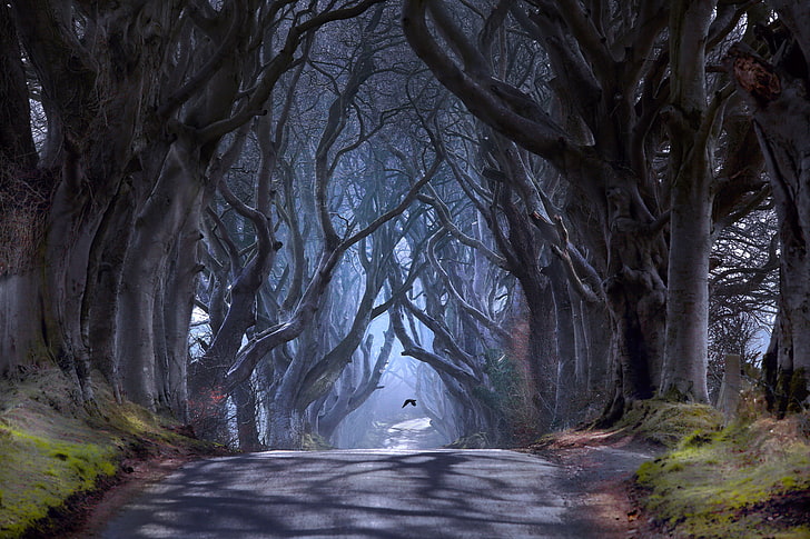 gray concrete road between trees, bird, haze, Northern Ireland