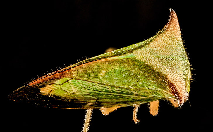 Buffalo Treehopper Macro Photography, Animals, Insects, Species