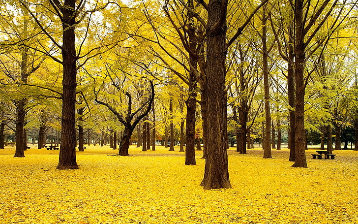 yellow leafed trees wallpaper, green leaf trees landscape photograph