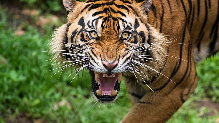 big cats, animals, tiger, teeth, HD wallpaper