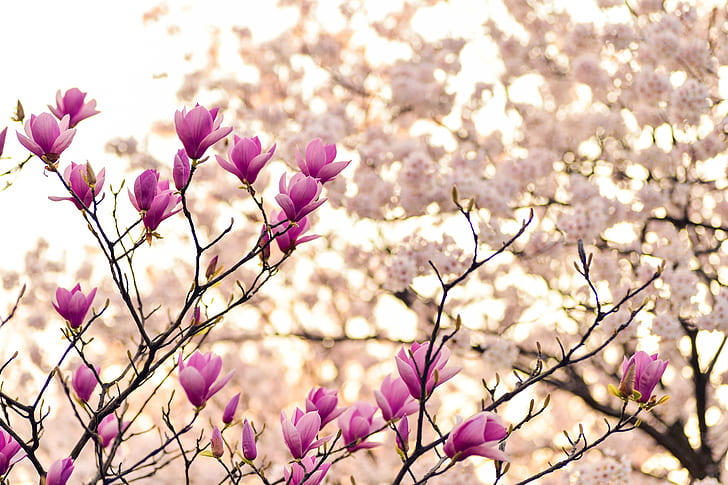 branches, magnolia, blossom, flowers, plant, spring, HD wallpaper