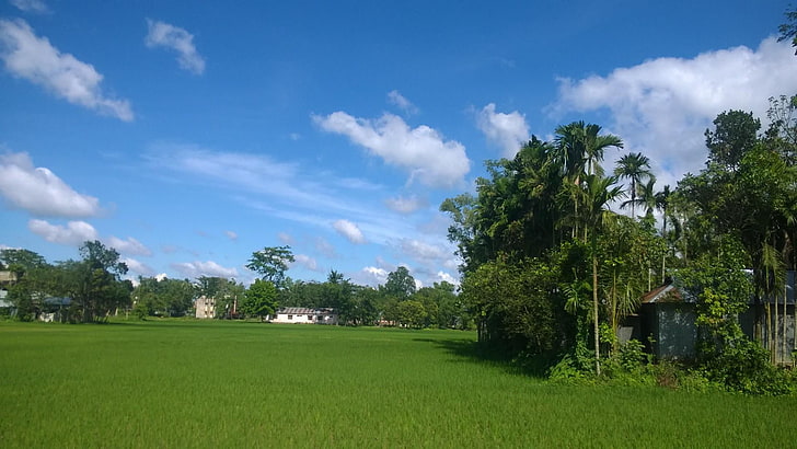 HD wallpaper: nature, village, purbodhala, bangladesh, plant, tree, sky,  green color | Wallpaper Flare