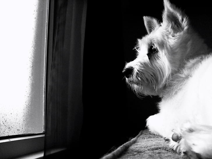 Ruby, west highland terrier, black and white, puppy, animals