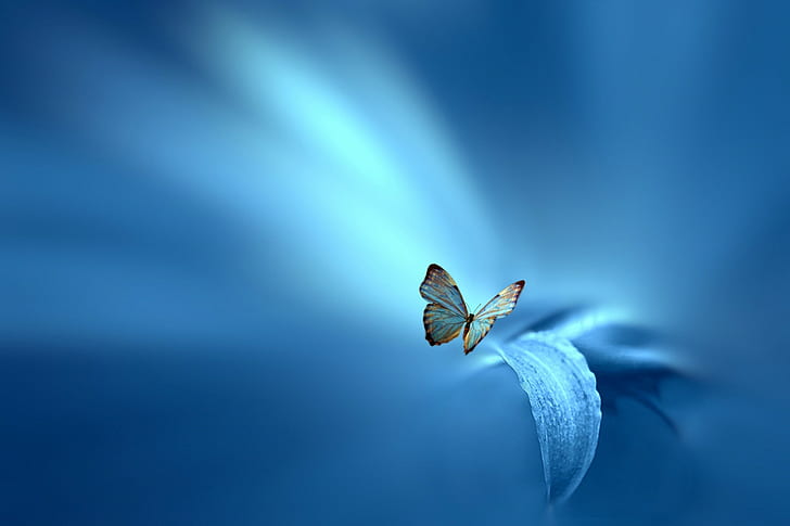 Butterfly, Josep Sumalla, brown and blue butterfly, flower, background, HD wallpaper