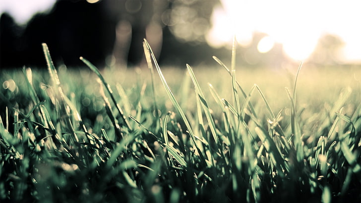 depth of field, grass, plants, land, growth, nature, selective focus