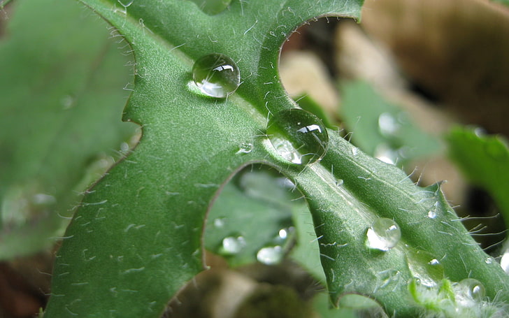 macro photography of water droplets during daytime, water drops