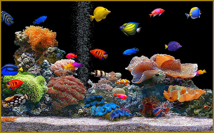 HD Aquarium Wallpapers  Top Free HD Aquarium Backgrounds  WallpaperAccess