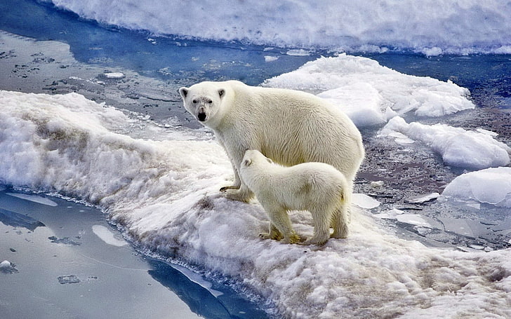 polar bear with cub, family, baby, snow, ice, ocean, walk, animal, HD wallpaper