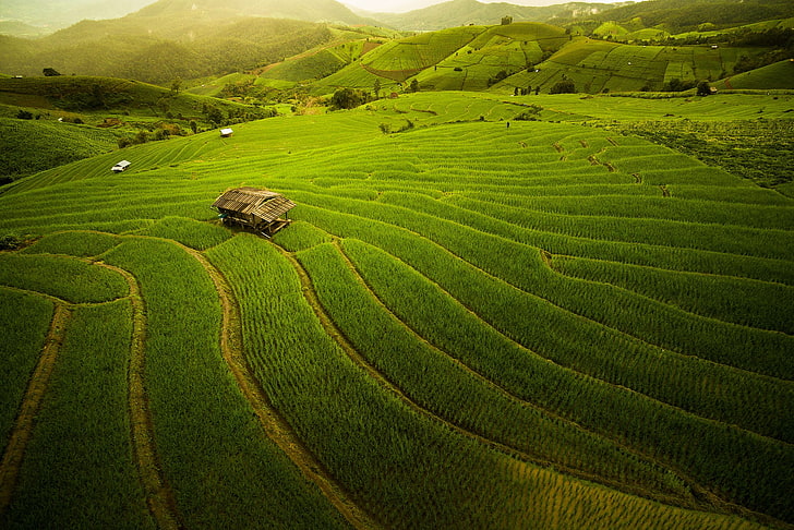field, alone, farm, rice paddy, nature, landscape, house, Thailand, HD wallpaper
