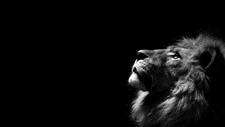 lion, simple background, minimalism, monochrome, animals, animal themes