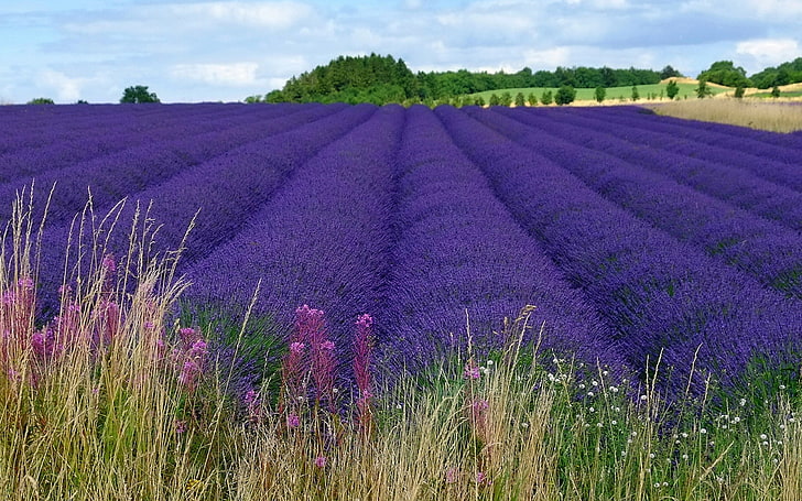 purple flower field, landscape, flowers, lavender, purple flowers