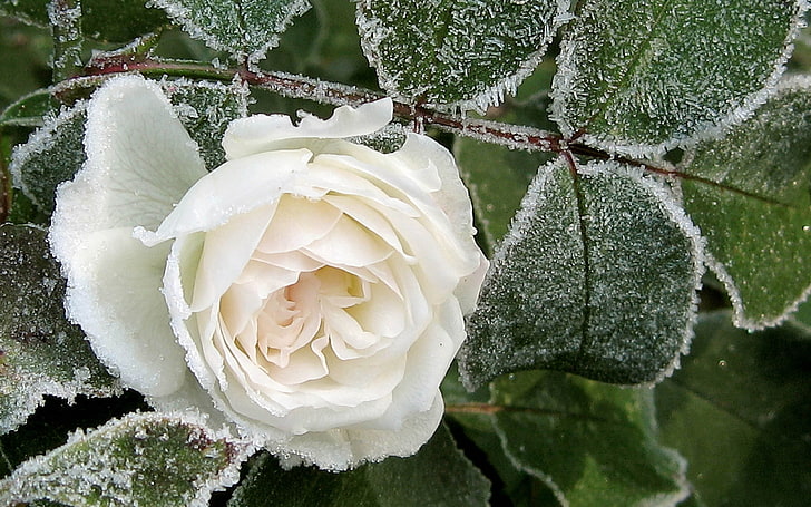 white rose flower, bud, hoarfrost, snow, winter, nature, rose - Flower, HD wallpaper