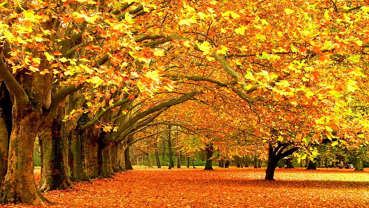yellow leafed maple tree, brown leaf trees wallpaper, fall, nature