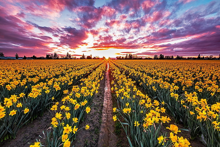 daffodil, beauty in nature, flowering plant, sky, field, landscape, HD wallpaper
