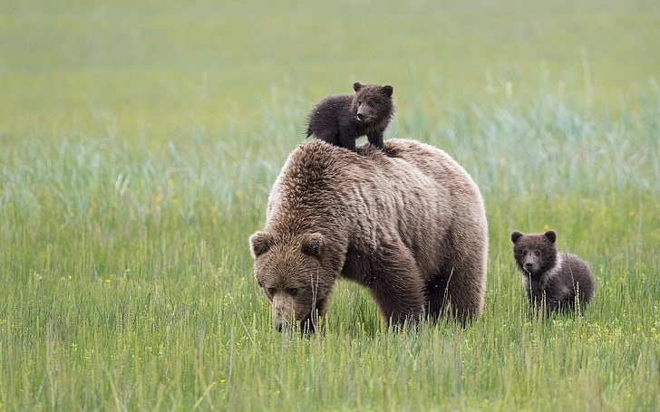 brown grizzly bear and cubs, bears, Alaska, meadow, motherhood