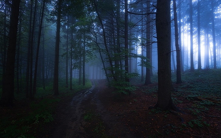 nature, evening, mist, forest, path, landscape, trees, dark, HD wallpaper