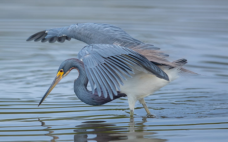 Bird Great Blue Heron Are Fed With Shrimp Crabs Water Insects Rodents And Other Small Mammals Amphibians Reptiles Photo Wallpapers Hd 3840×2400