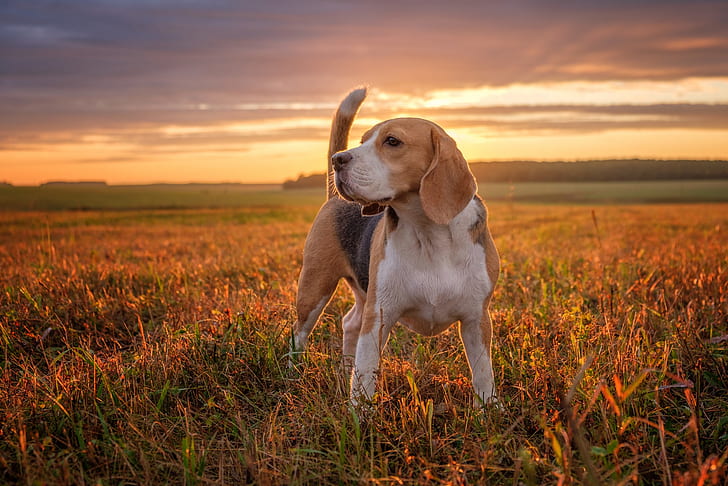 field, sunset, dog, Beagle, HD wallpaper
