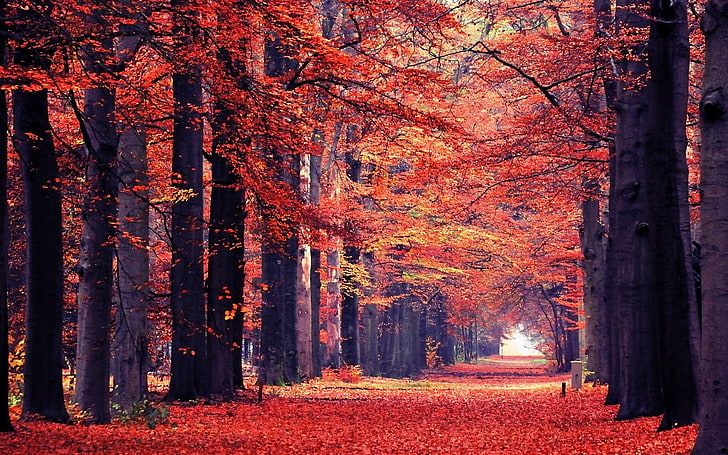 nature, landscape, fall, leaves, path, trees, park, tunnel, HD wallpaper