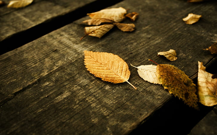 fallen leaves on wood autumn fall nature, yellow, boards, gray, HD wallpaper