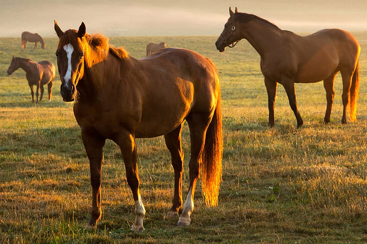 five brown horses, horse, morning light, horses  horses, nature, HD wallpaper