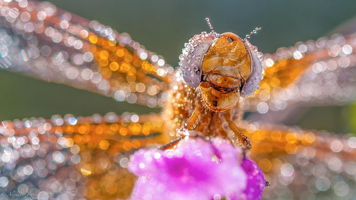 animals, macro, water drops, insect, dragonflies, close-up