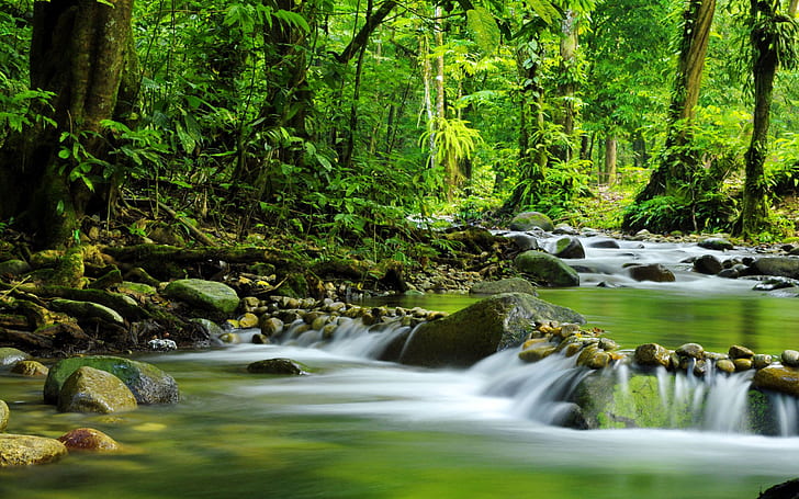 Tropical Rain Forest Mountain Stream Rocks Water Trees Nature Greenery  A Place For Relaxation 2560×1600, HD wallpaper