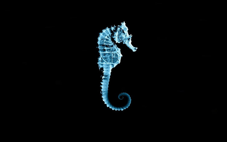550 Seahorse Pictures  Download Free Images on Unsplash