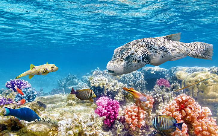 HD wallpaper: Reef World fish seaworld colorful ocean Underwater | Wallpaper  Flare