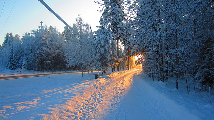 snow covered tree, landscape, road, Sun, sunlight, winter, cold temperature