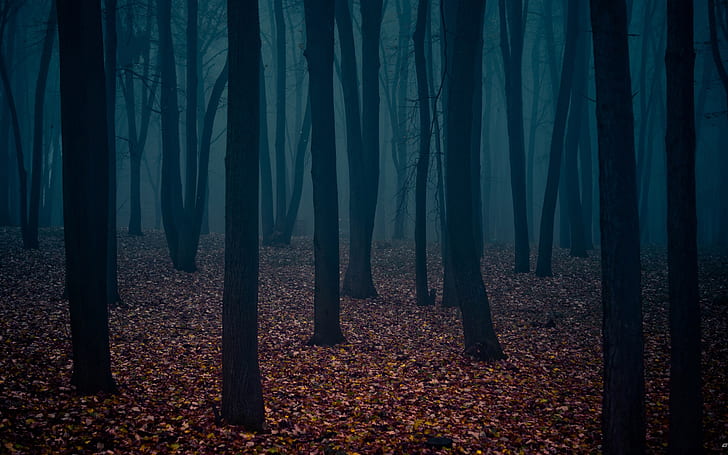 Dark Forest, Nature, Trees, Leaves, HD wallpaper
