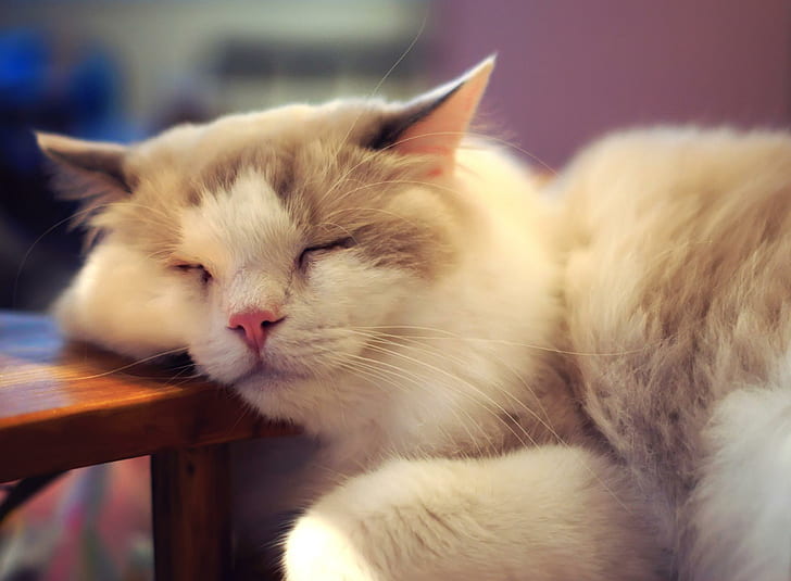 Adorable Cat, lovely, paws, dreams, beautiful, good night, animals, HD wallpaper