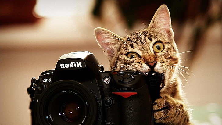 animals, biting, camera, cats, Nikon, photography themes, domestic cat, HD wallpaper