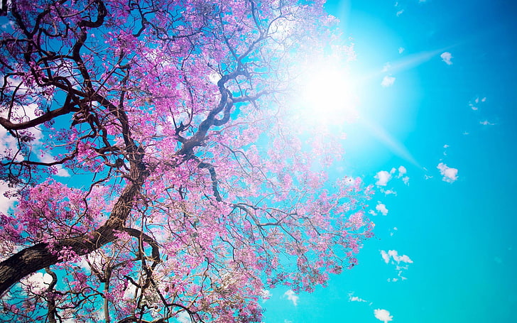 cherry blossom, tree, low angle view, sky, plant, nature, pink color, HD wallpaper