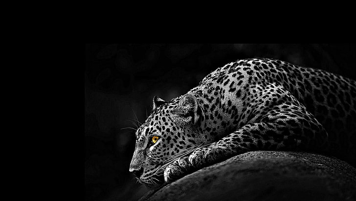 Black jaguar 1080P, 2K, 4K, 5K HD wallpapers free download | Wallpaper Flare