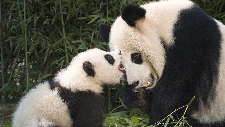 HD wallpaper: baby, baer, bears, cute, panda, pandas | Wallpaper Flare